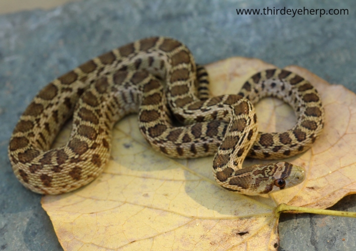 Pacific Gopher Snake